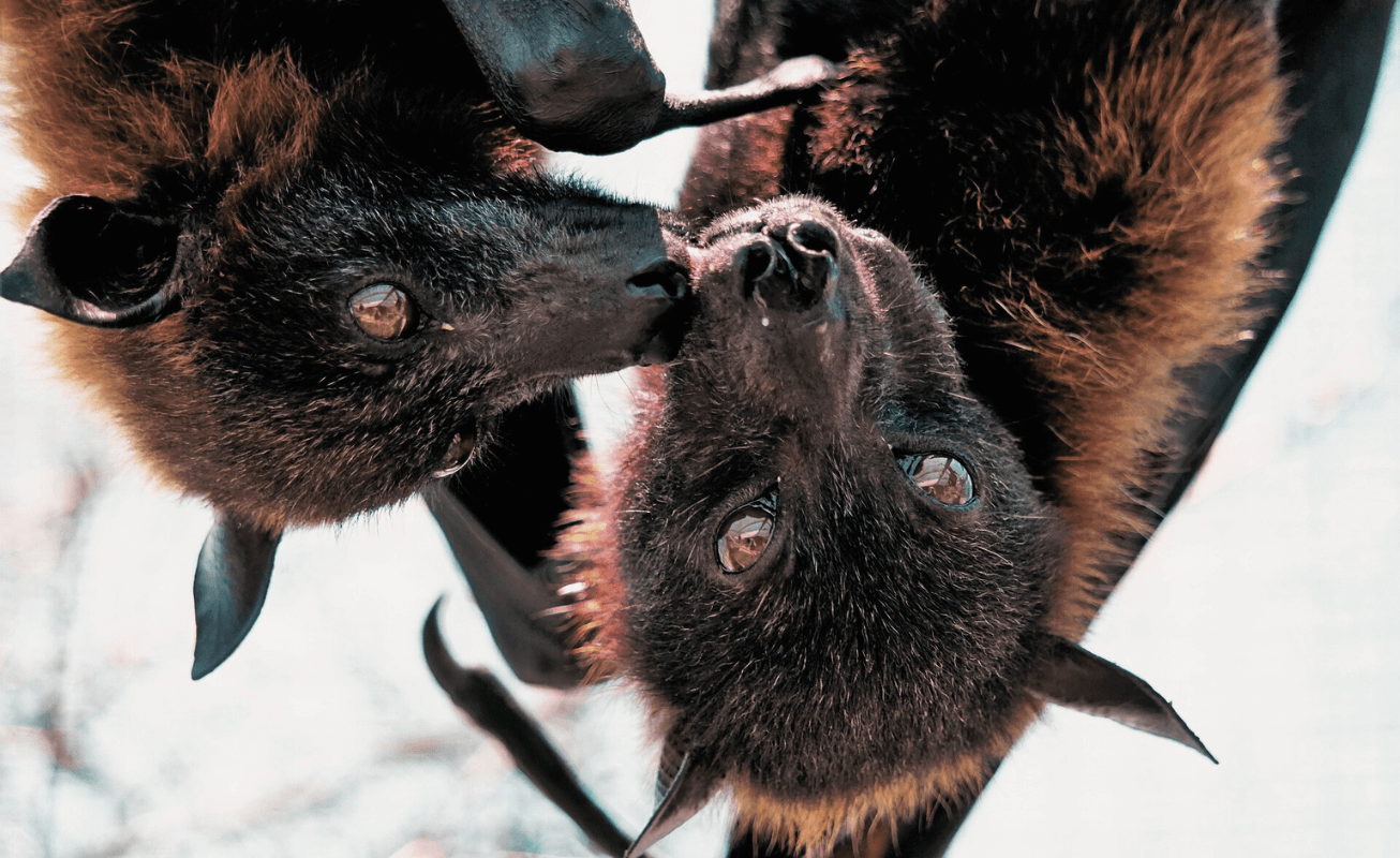 Closeup of two bats huddled together