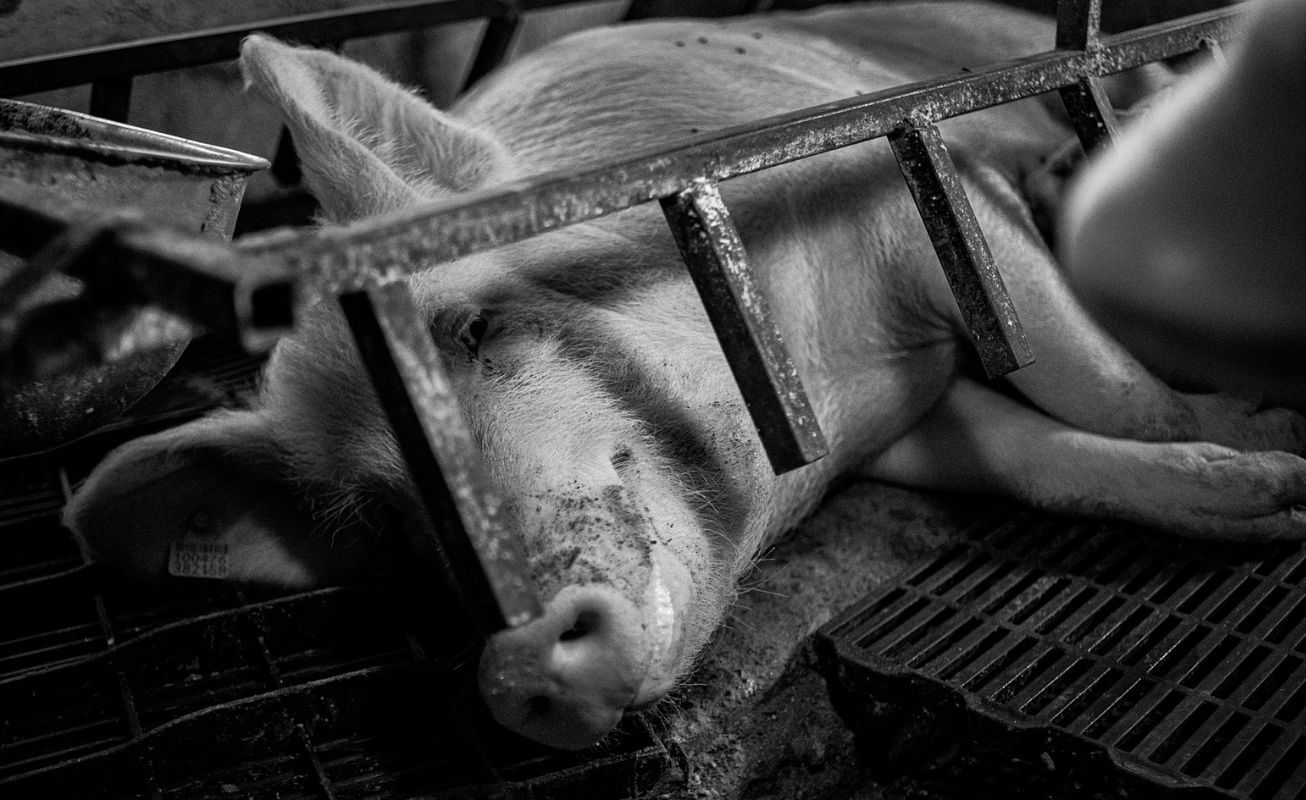 Mother pig lying on the floor of her cage in a factory farm